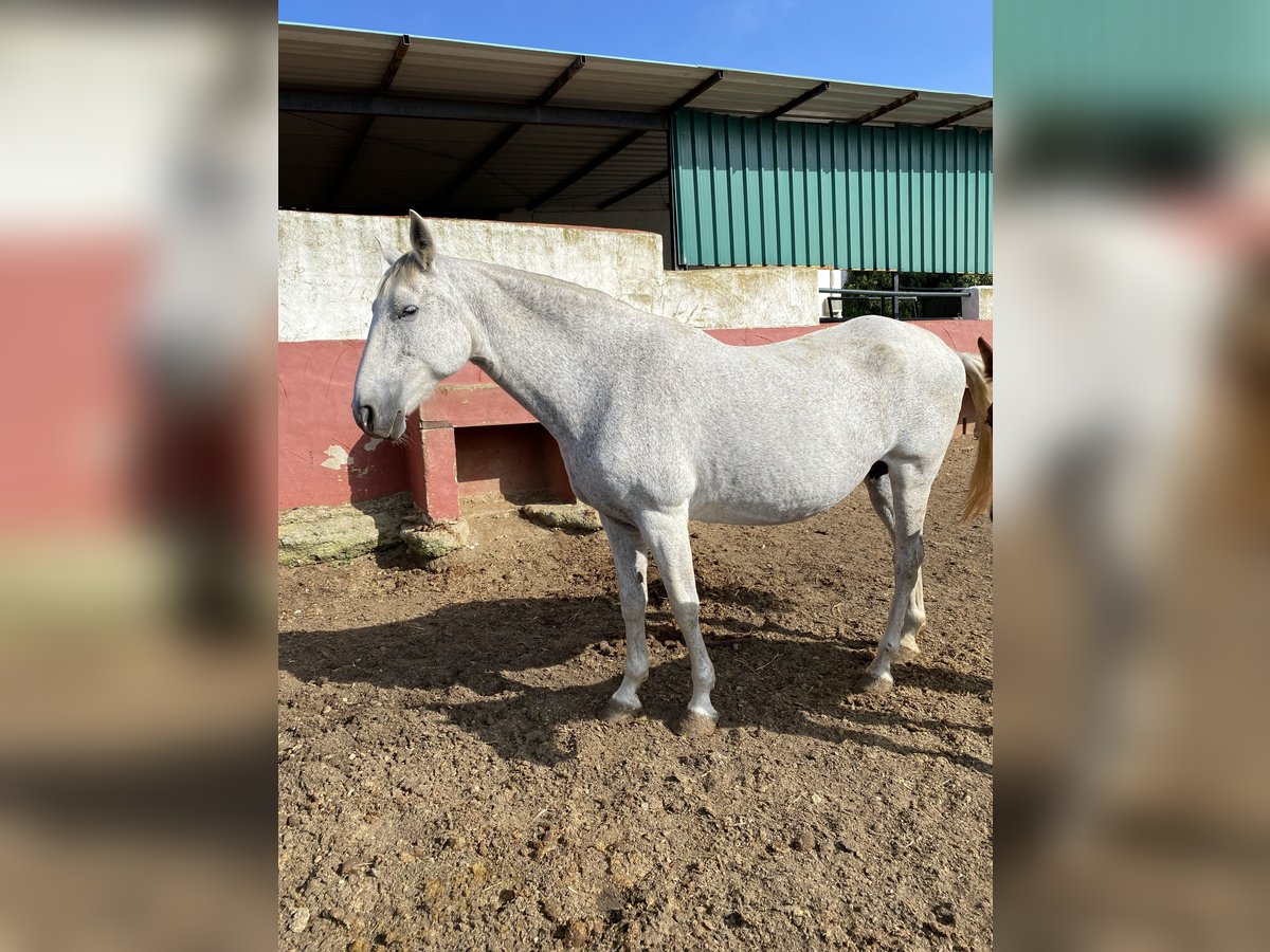 PRE Klacz 13 lat 170 cm Siwa w hreczce in Alcala Del Valle