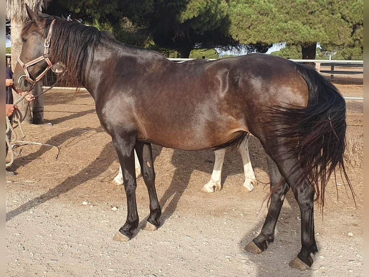 PRE Mix Klacz 14 lat 162 cm Gniada in Chiclana de la Frontera