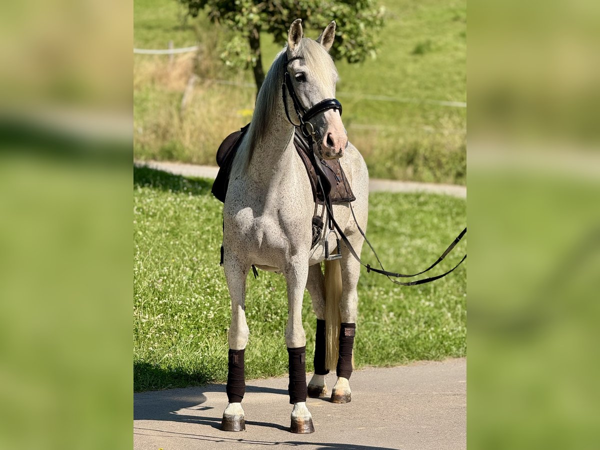 PRE Mix Klacz 14 lat 163 cm Siwa w hreczce in Saarbr&#xFC;cken