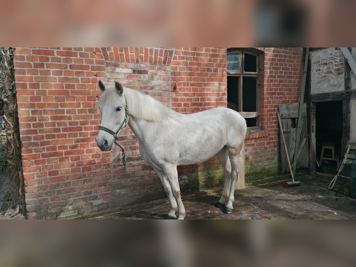 PRE Mix Klacz 15 lat 150 cm Siwa in Harbke