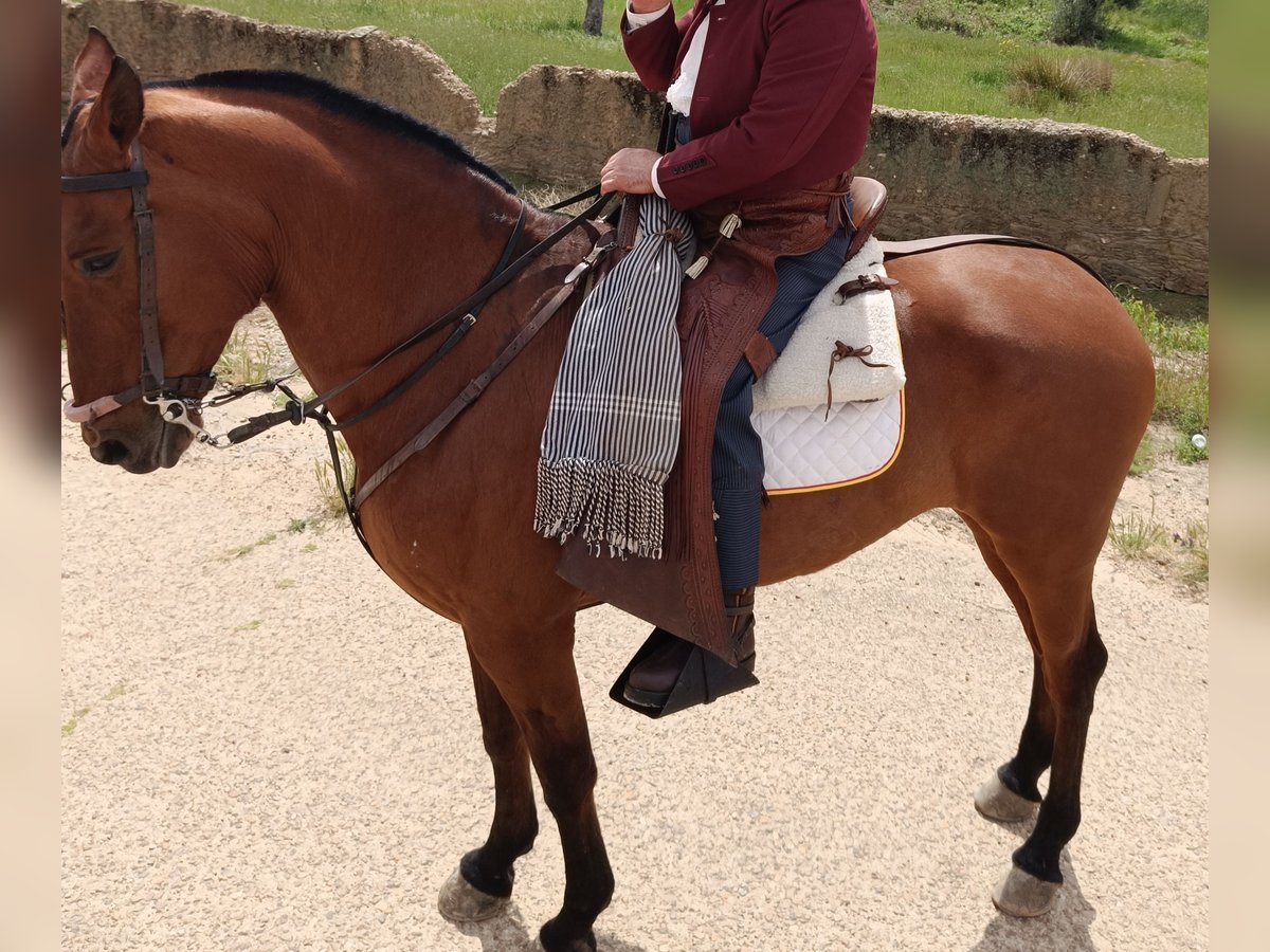 PRE Mix Klacz 17 lat 163 cm Gniada in La Coronada