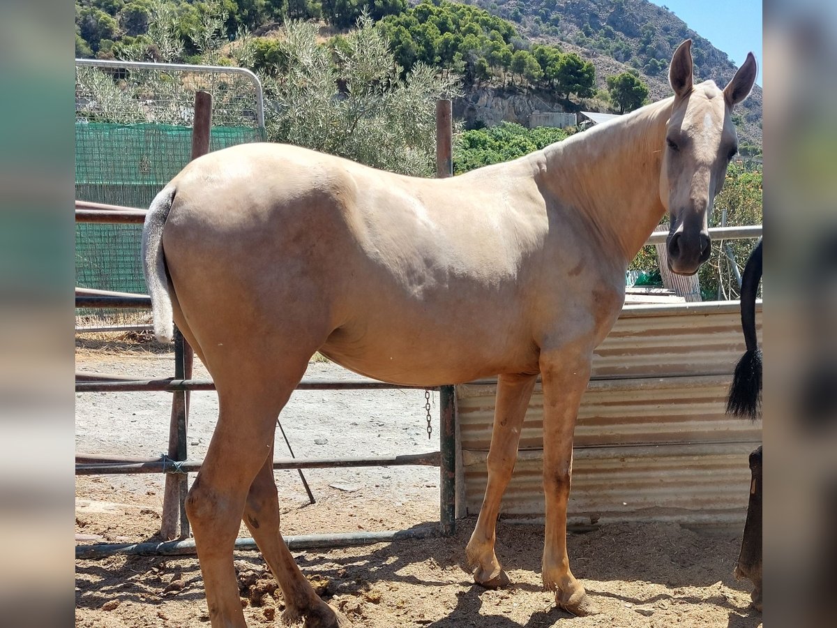 PRE Mix Klacz 1 Rok 160 cm Dunalino in Nerja