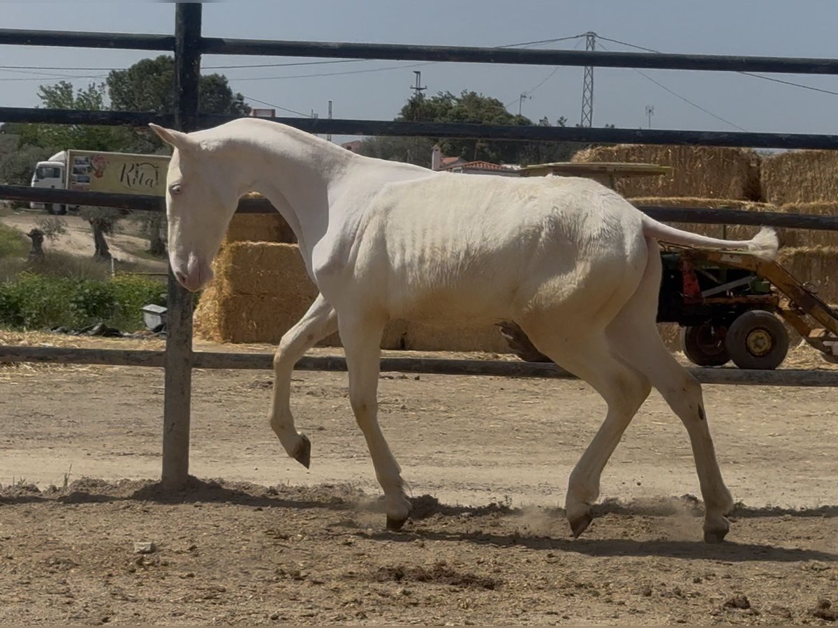 PRE Mix Klacz 1 Rok 165 cm Cremello in Santa Marta