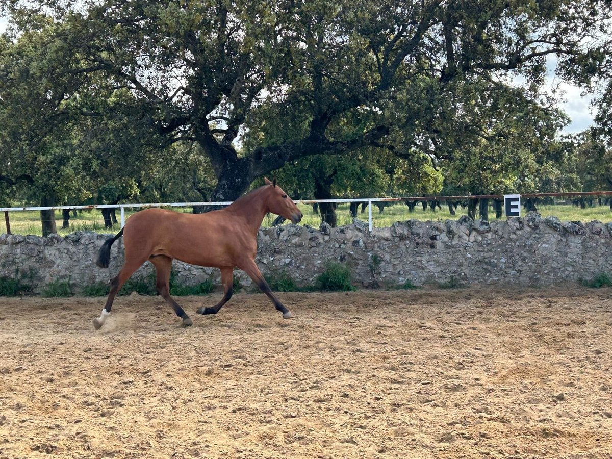 PRE Mix Klacz 2 lat 159 cm Gniada in Villanueva De Cordoba