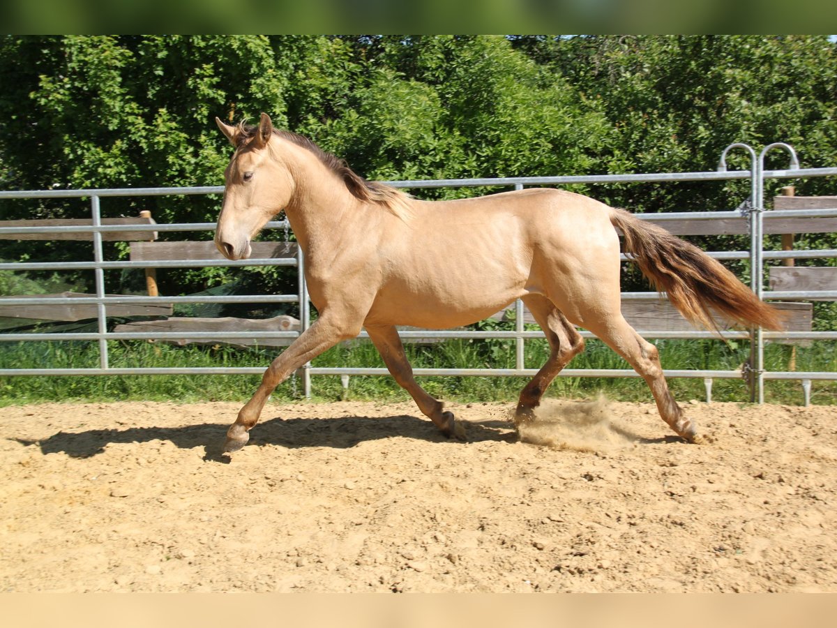 PRE Mix Klacz 2 lat 164 cm Perłowa in Brauweiler