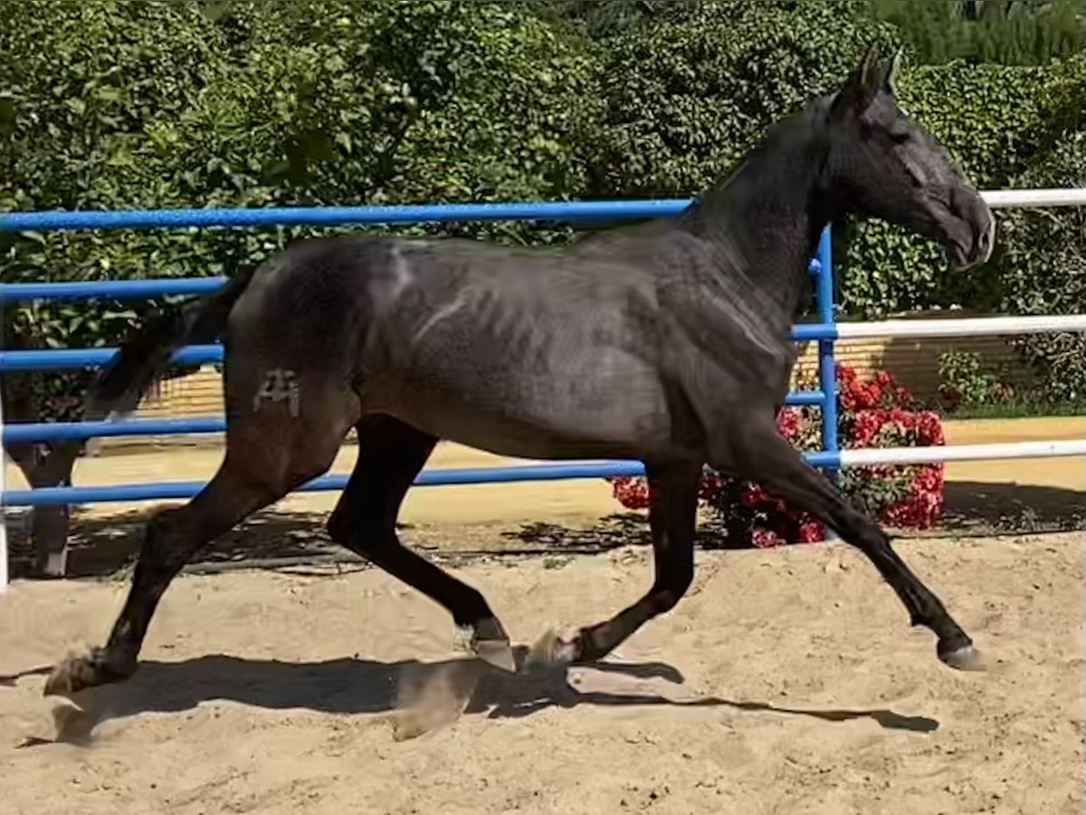 PRE Klacz 2 lat 167 cm Siwa in Fuentes De Andalucia