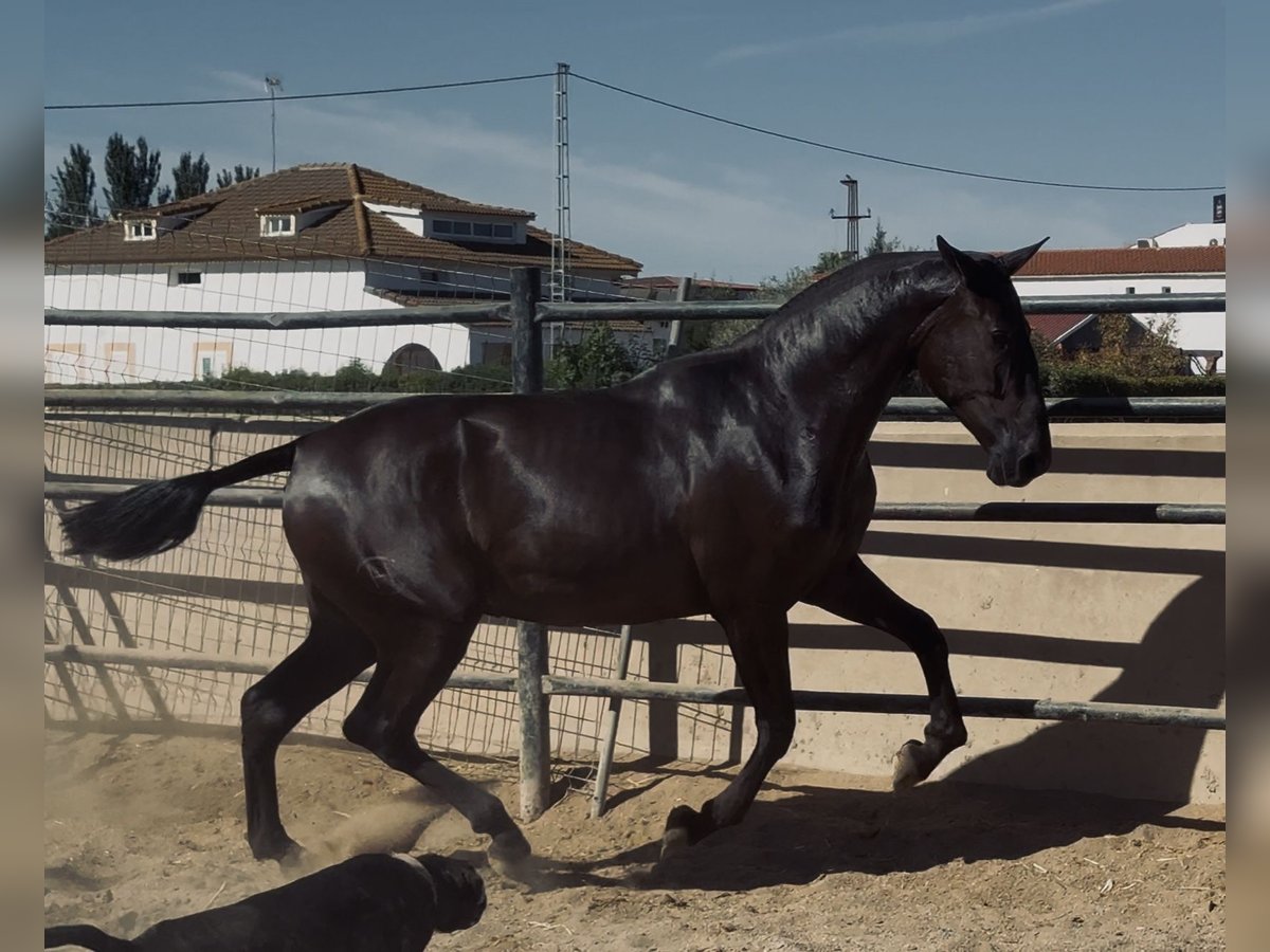 PRE Klacz 2 lat 171 cm Kara in Santa Marta