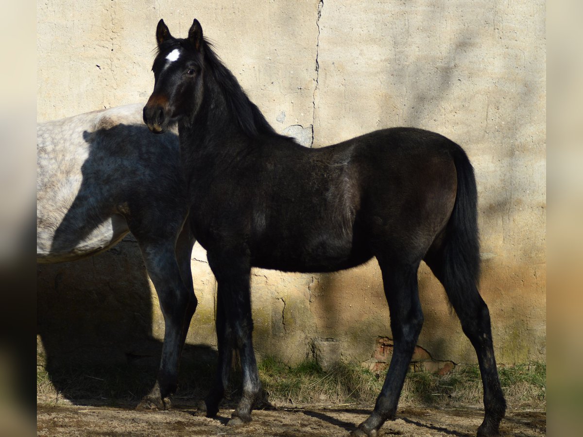 PRE Mix Klacz 3 lat 160 cm Siwa in Kubschütz