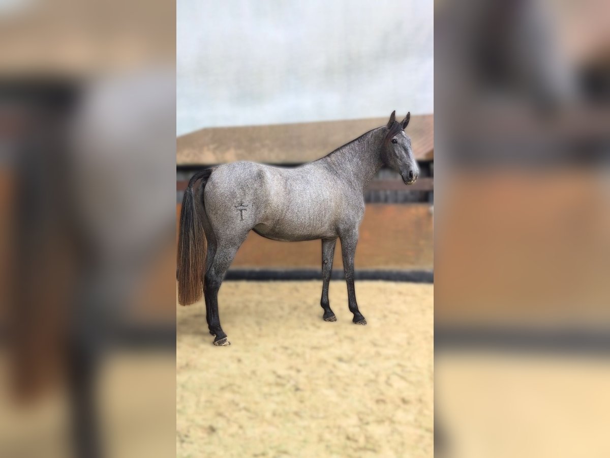 PRE Mix Klacz 3 lat 162 cm Siwa in CAUMONT