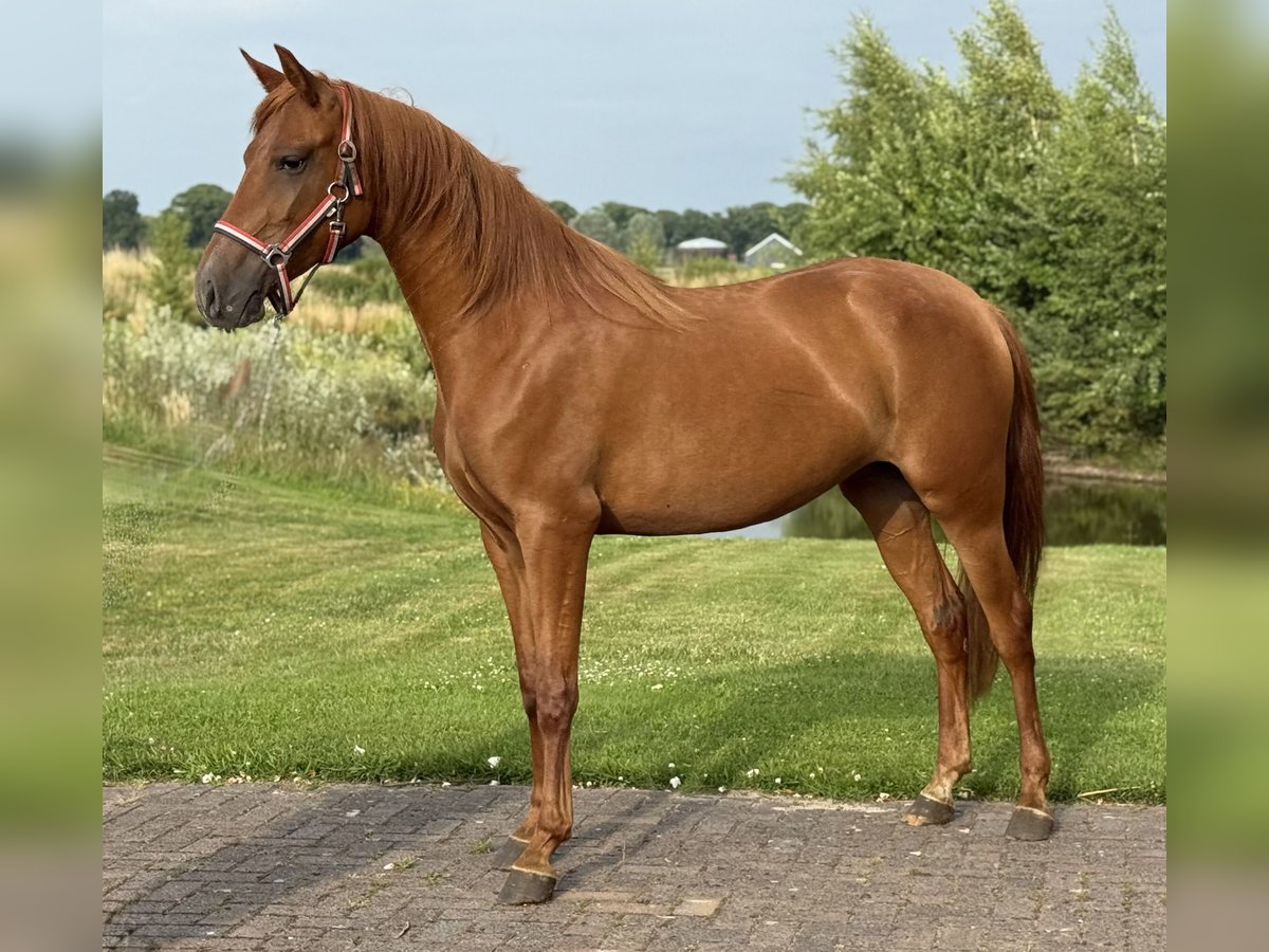 PRE Mix Klacz 4 lat 154 cm Ciemnokasztanowata in Zieuwent