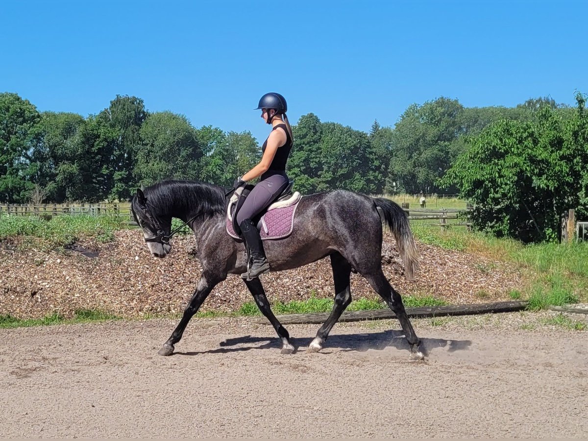 PRE Mix Klacz 4 lat 158 cm Formy Brown Falb in Karlshuld