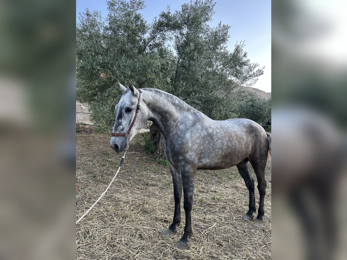 PRE Mix Klacz 4 lat 164 cm Siwa jabłkowita in Jaen