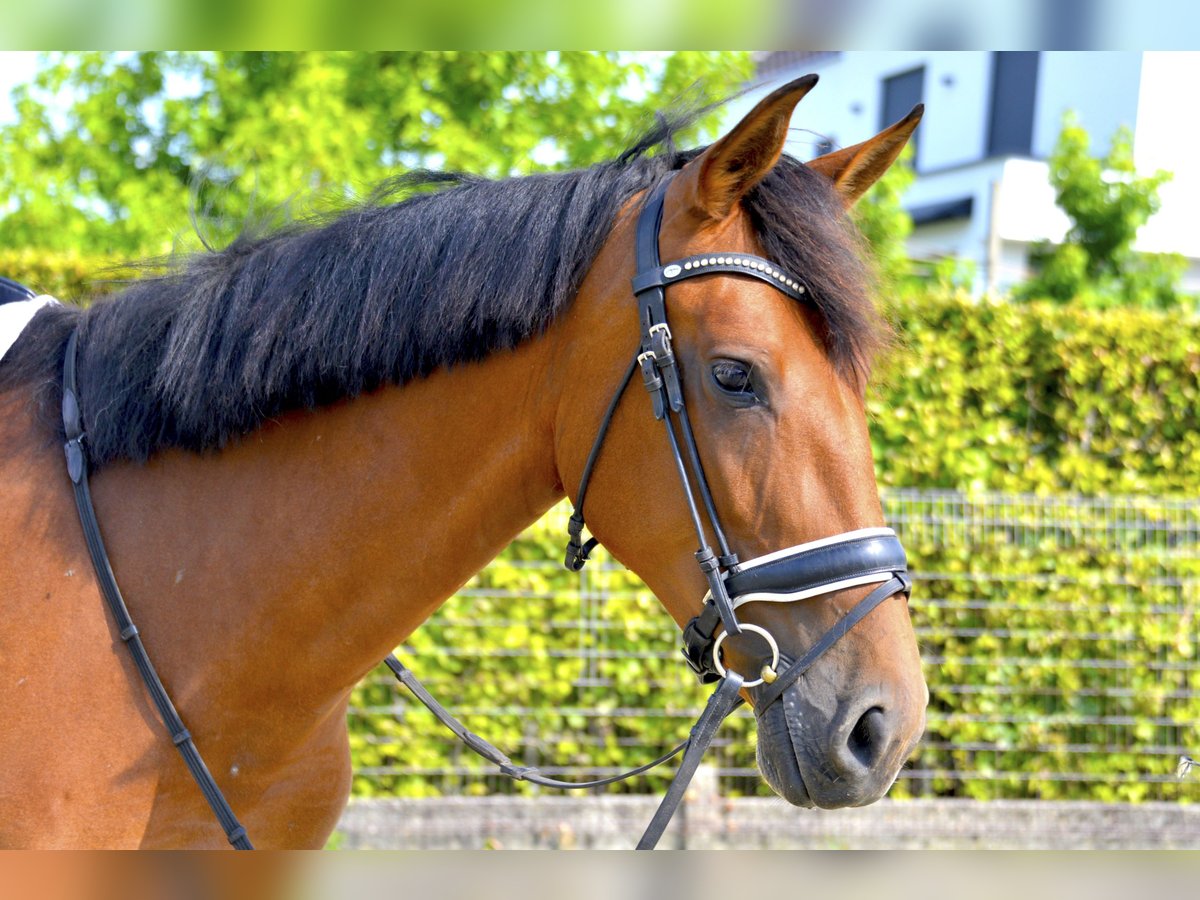 PRE Klacz 4 lat 171 cm Gniada in Denderhoutem