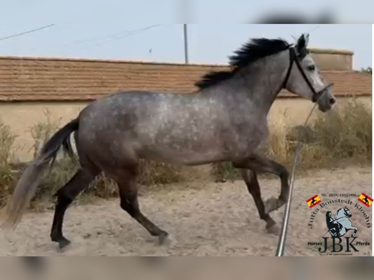 PRE Mix Klacz 5 lat 161 cm Siwa in Tabernas Almeria