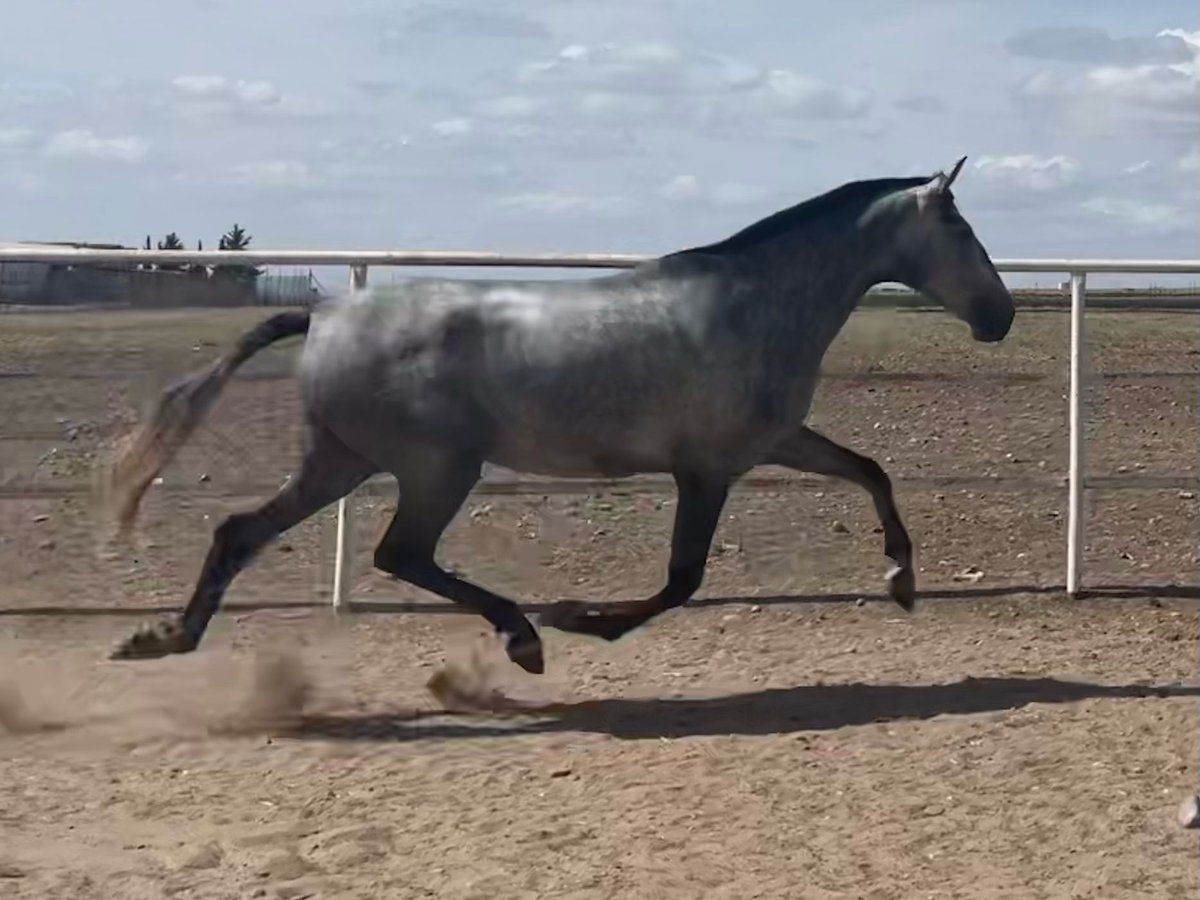 PRE Klacz 5 lat 163 cm Siwa in Fuentes De Andalucia