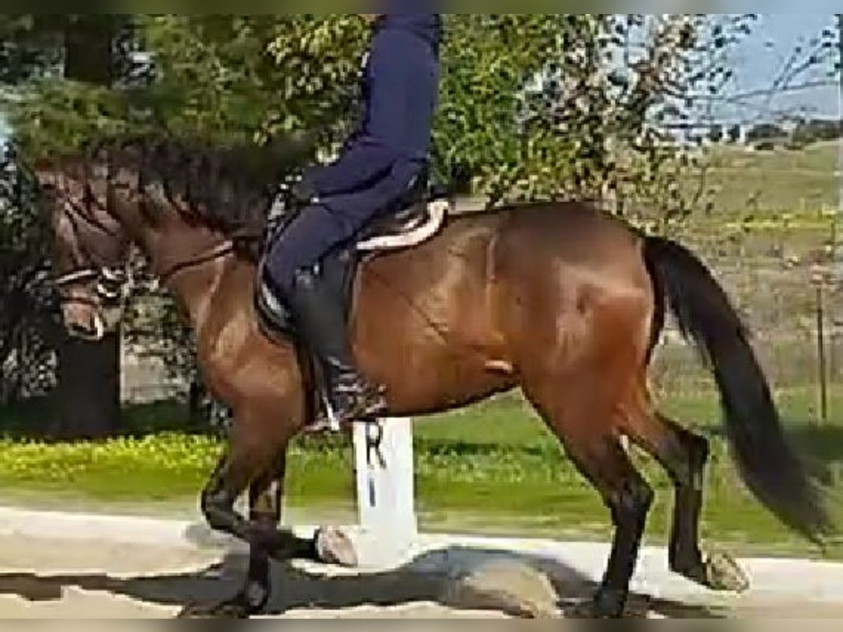 PRE Mix Klacz 5 lat 164 cm Ciemnokasztanowata in Caceres