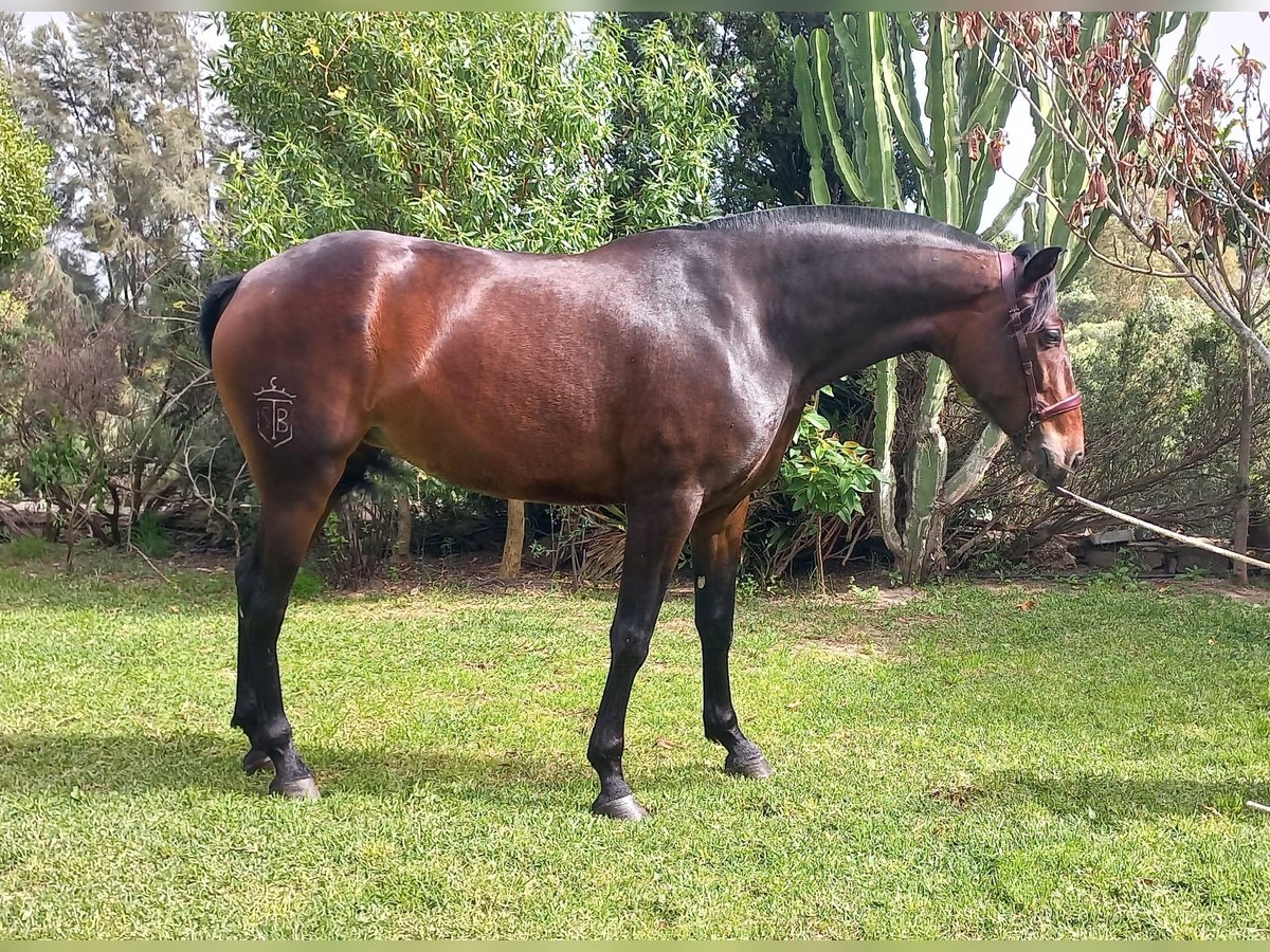 PRE Mix Klacz 5 lat 172 cm Gniada in Tarifa