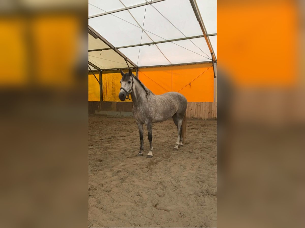 PRE Mix Klacz 6 lat 151 cm Siwa jabłkowita in Reda