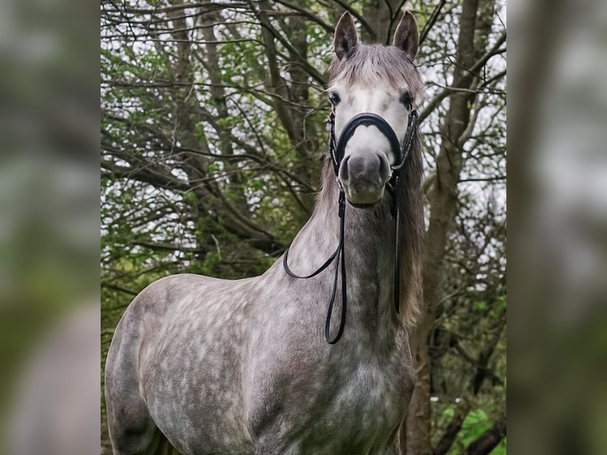 PRE Mix Klacz 6 lat 151 cm Siwa jabłkowita in Reda