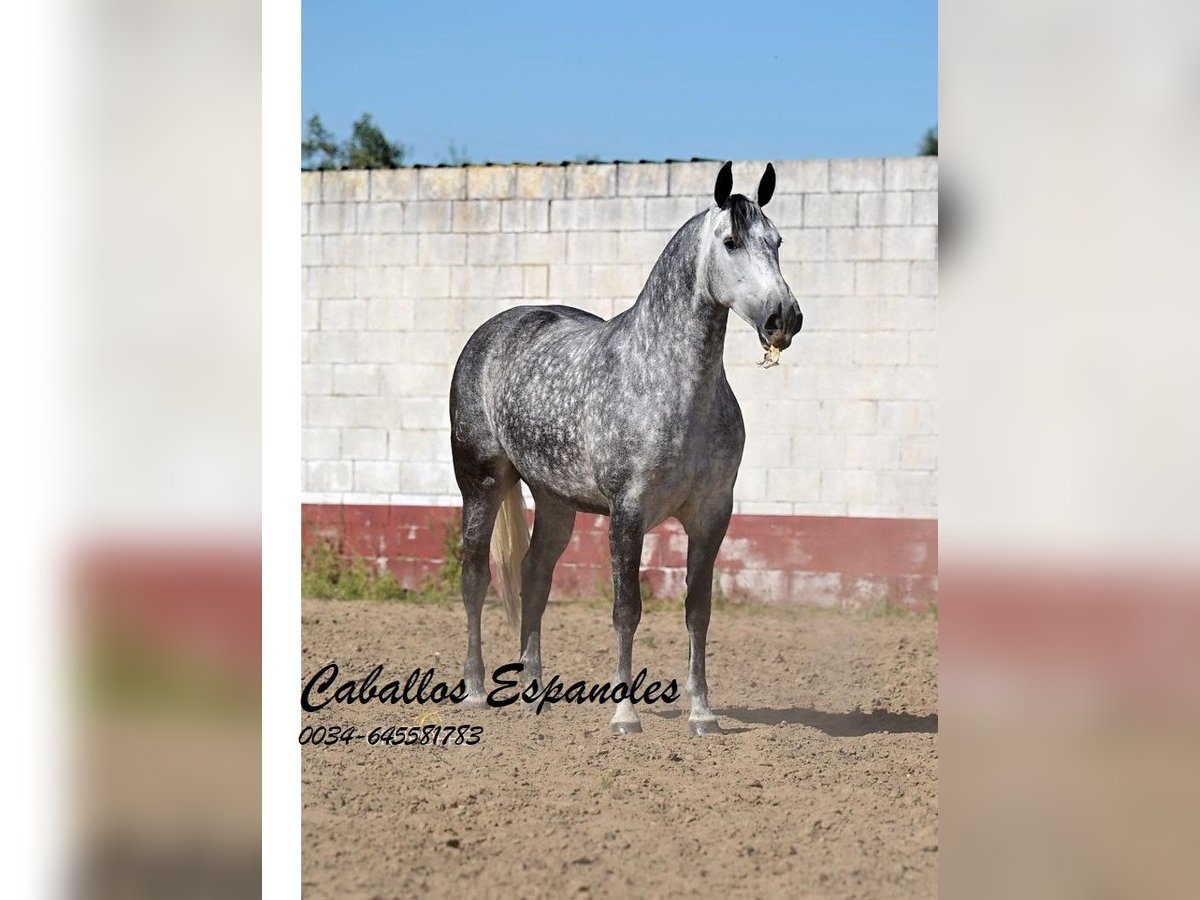 PRE Mix Klacz 6 lat 168 cm Siwa in Vejer de la Frontera