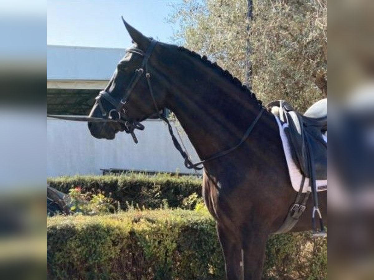 PRE Mix Klacz 7 lat 160 cm Kara in Sevilla