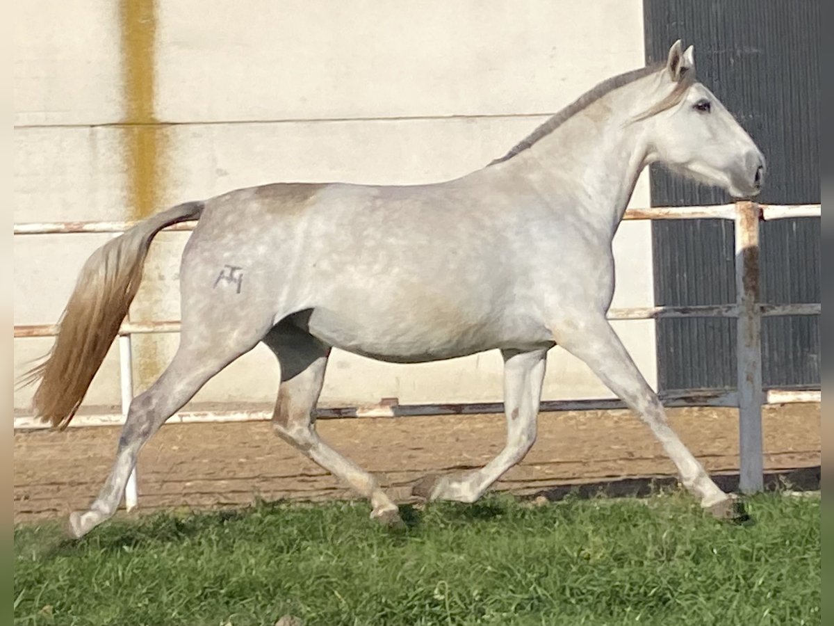 PRE Mix Klacz 7 lat 171 cm Siwa in Fuentes De Andalucia