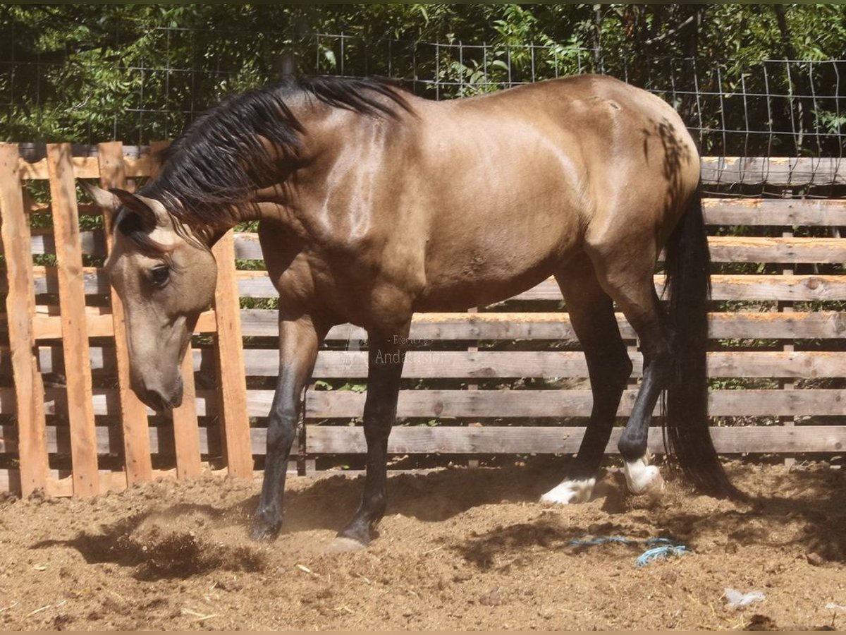 PRE Klacz 8 lat 156 cm Bułana in Provinz Malaga