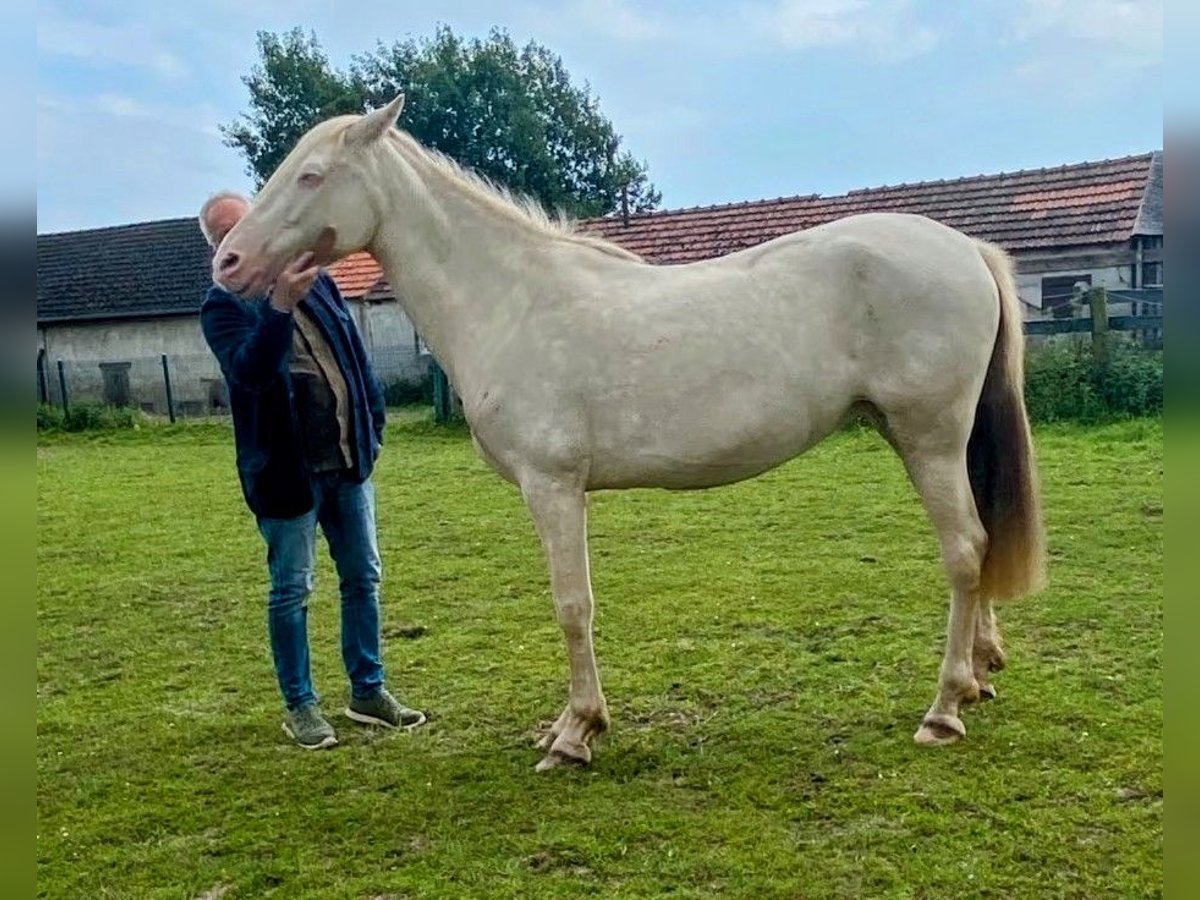 PRE Klacz 8 lat 160 cm Perłowa in Rietberg