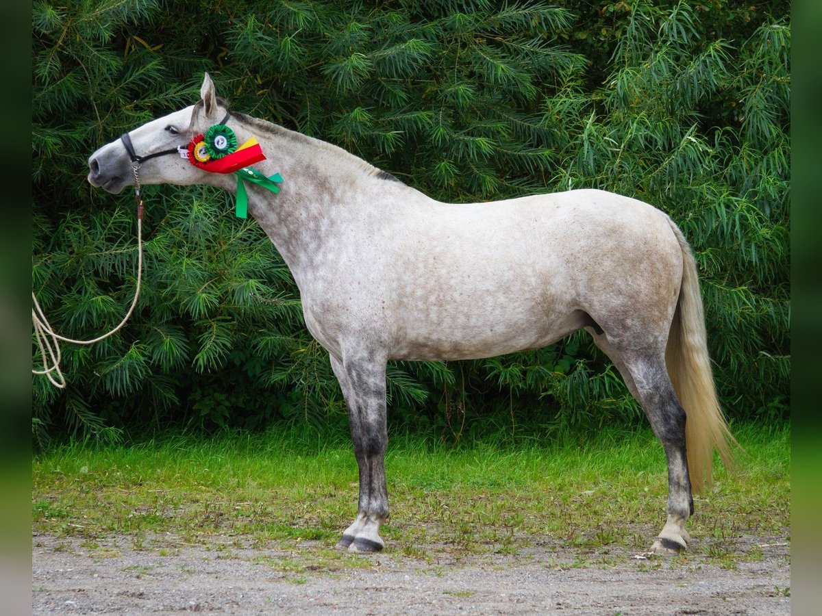 PRE Mix Klacz 9 lat 167 cm Siwa in skanderborg