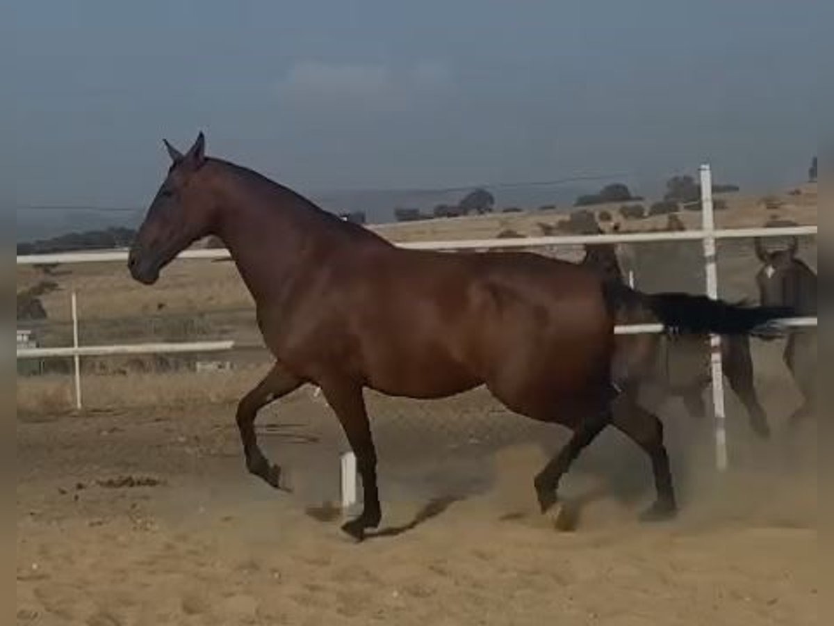 PRE Klacz 9 lat 175 cm Gniada in Navalvillar De Pela