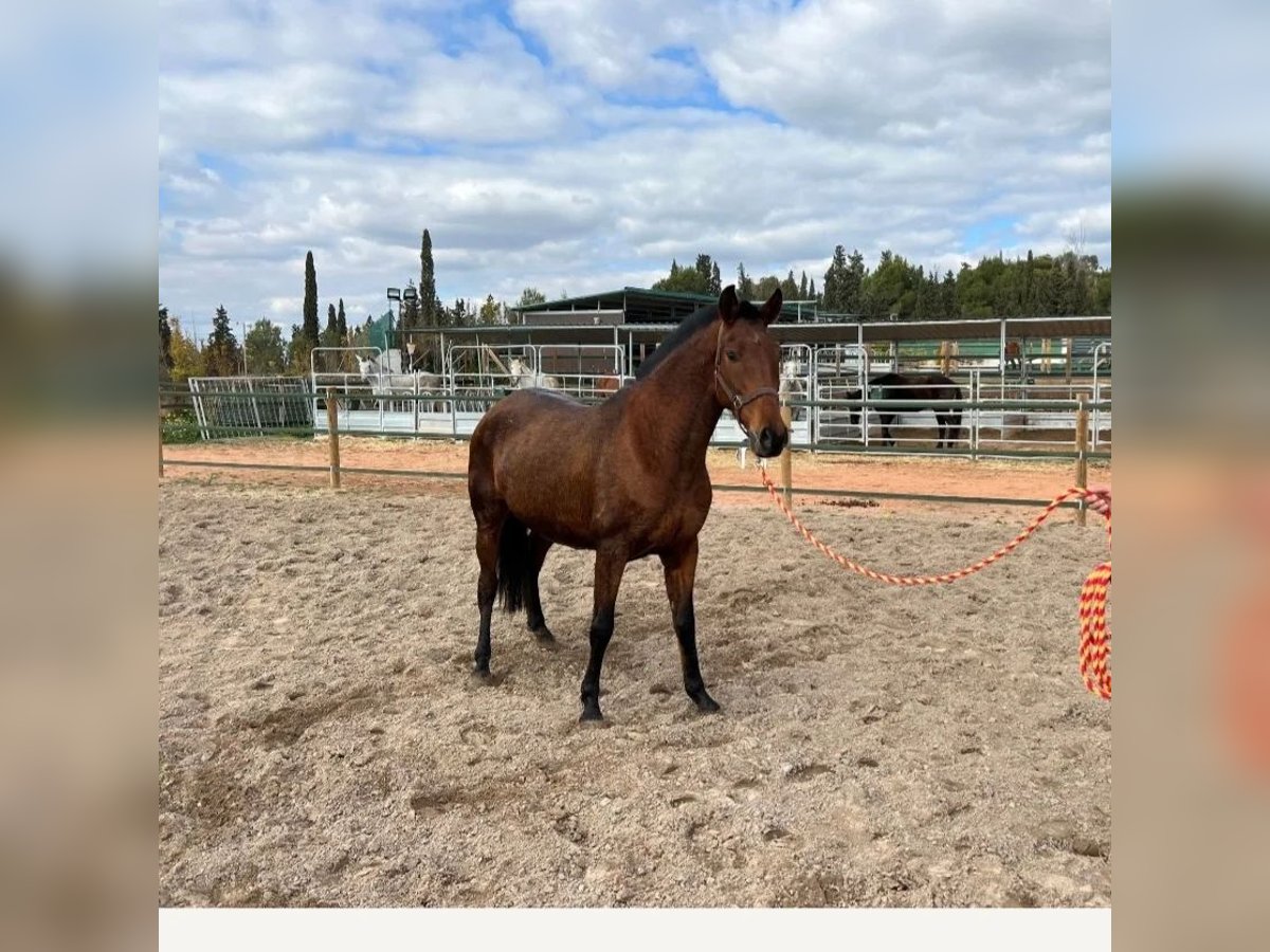 PRE Mare 10 years 15,1 hh Brown in Valencia