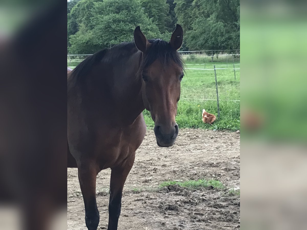 PRE Mix Mare 10 years 15,2 hh Brown in Korneuburg