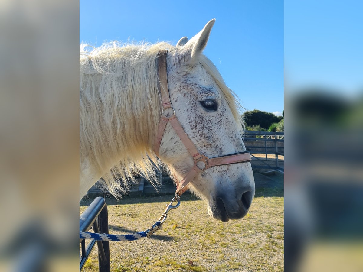 PRE Mare 10 years 15,2 hh Gray-Fleabitten in Arcos de la Frontera