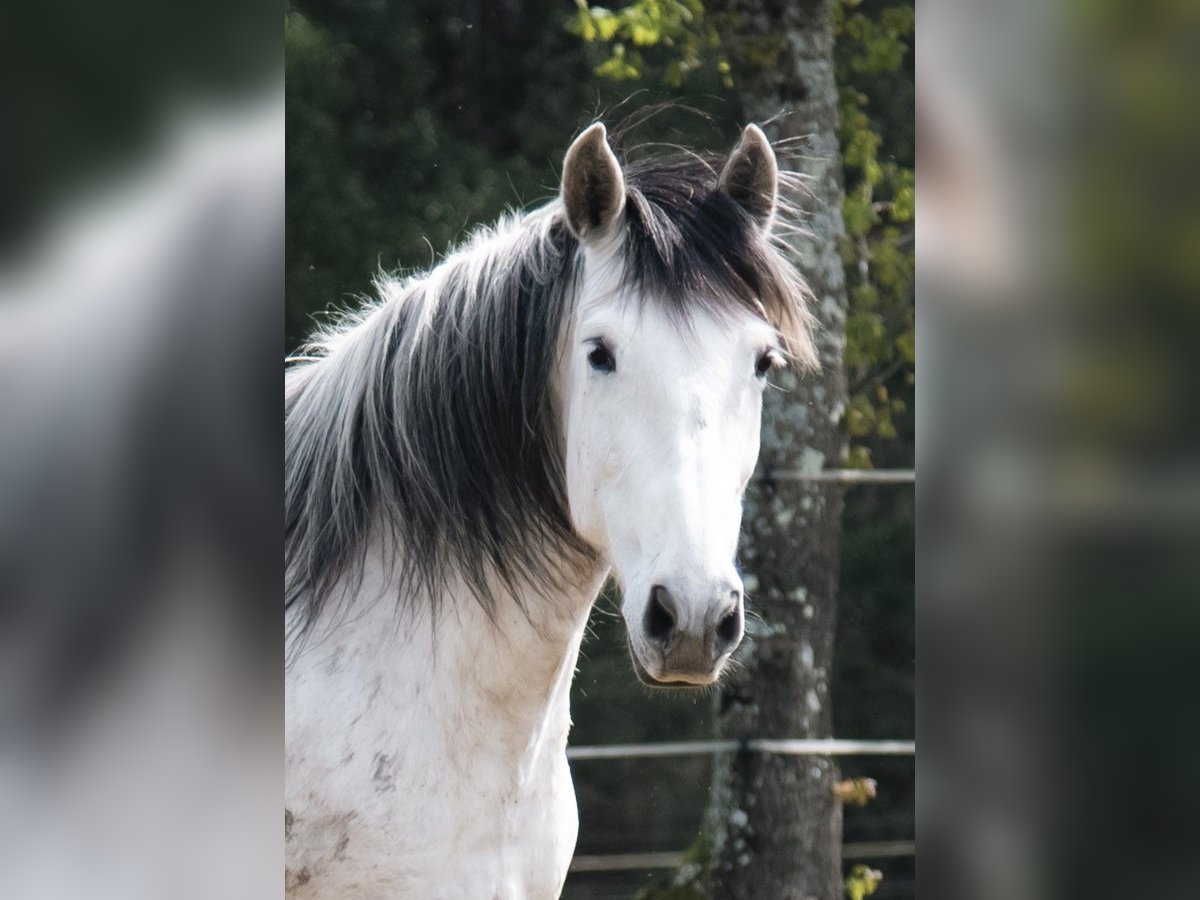 PRE Mare 10 years 15,2 hh Grey in Guimar&#xE3;es