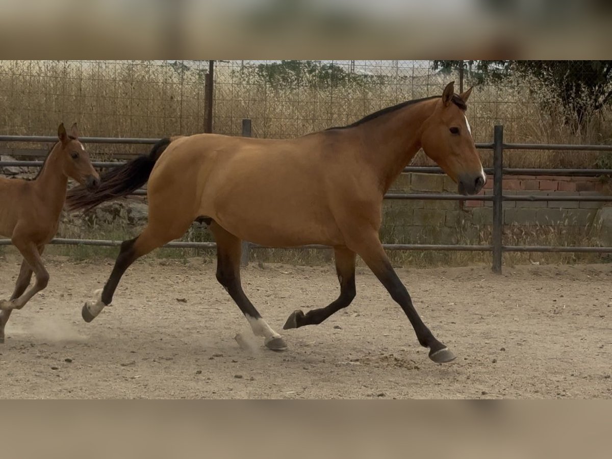 PRE Mix Mare 10 years 15,2 hh Brown-Light in Santa Marta
