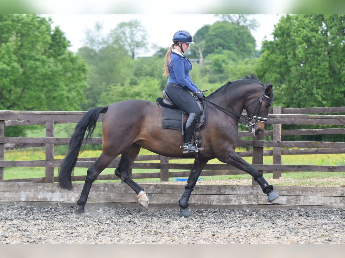 PRE Mix Mare 10 years 16,1 hh Bay-Dark in Leeds