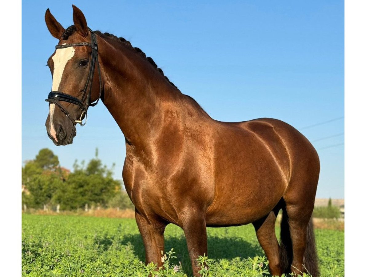 PRE Mix Mare 10 years 16,2 hh Chestnut in NAVAS DEL MADRONO