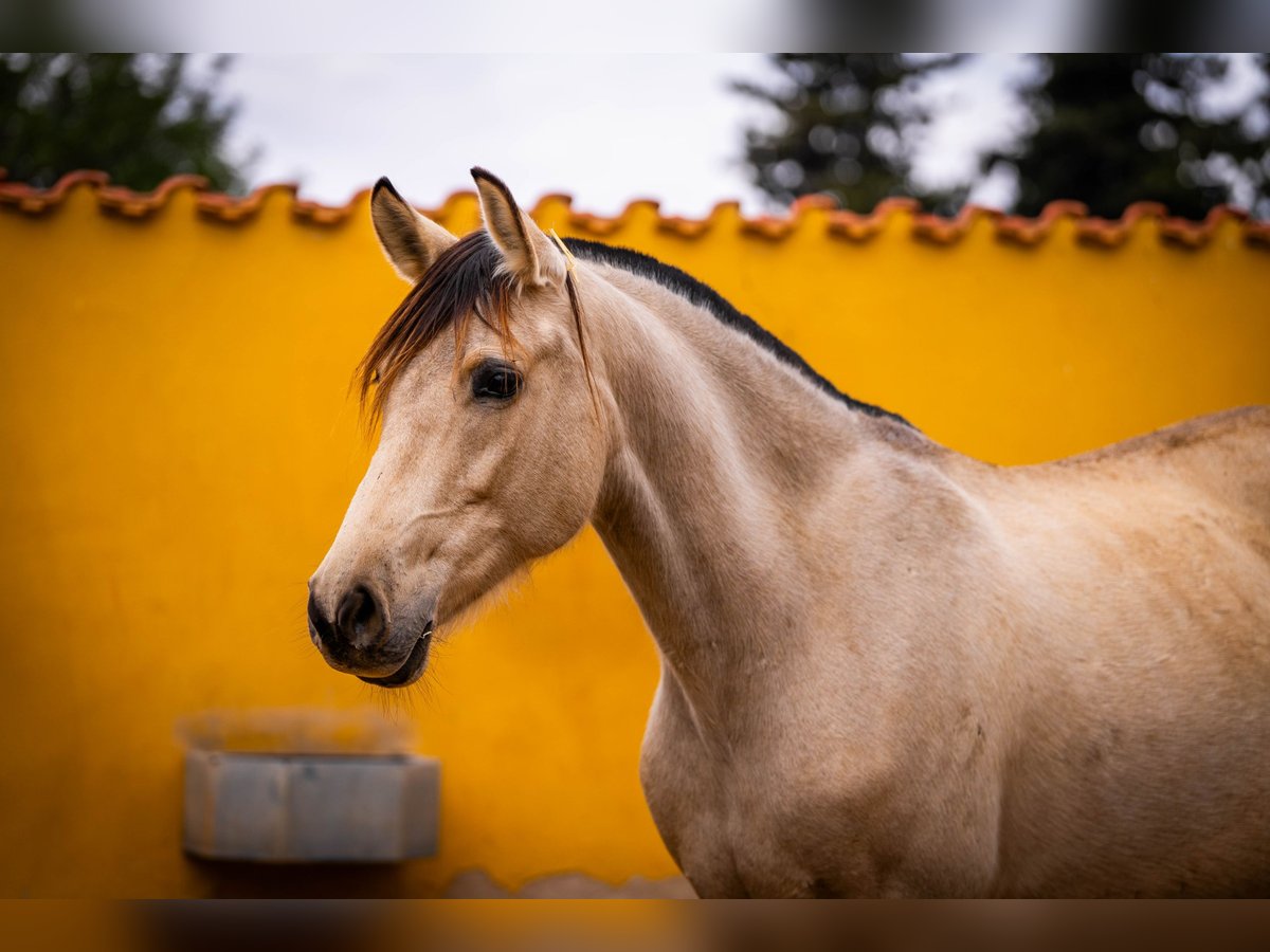 PRE Mix Mare 10 years 16 hh Buckskin in Valencia