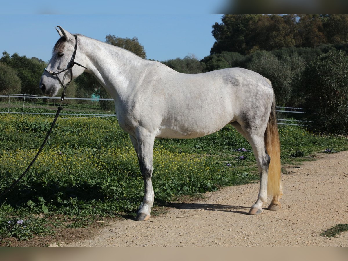 PRE Mix Mare 10 years 16 hh Gray-Dapple in Weilheim