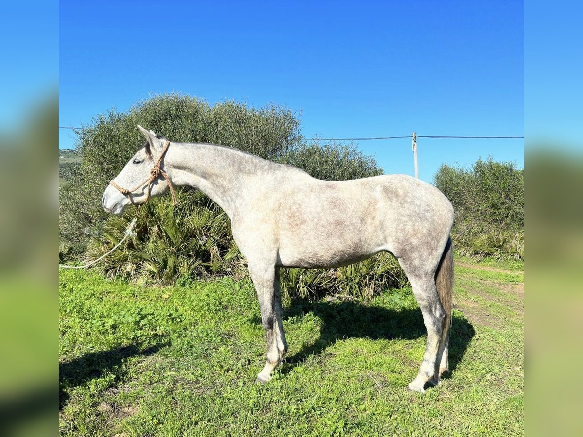 PRE Mix Mare 10 years 16,1 hh Grey in Las Pi&#xF1;as