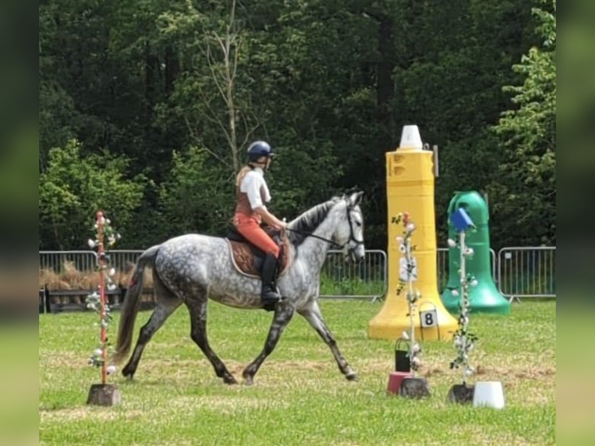 PRE Mix Mare 10 years in Kruisland