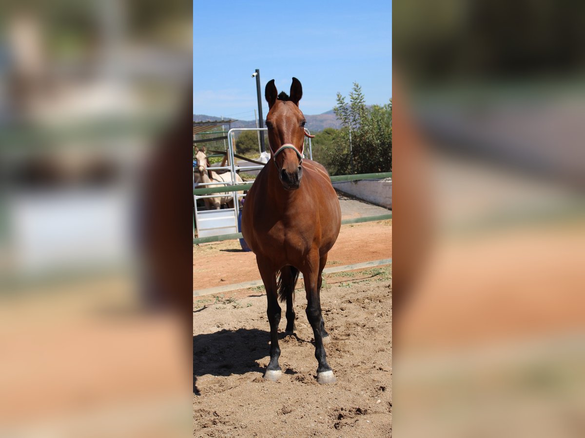 PRE Mix Mare 11 years 15,2 hh Brown in Rafelguaraf