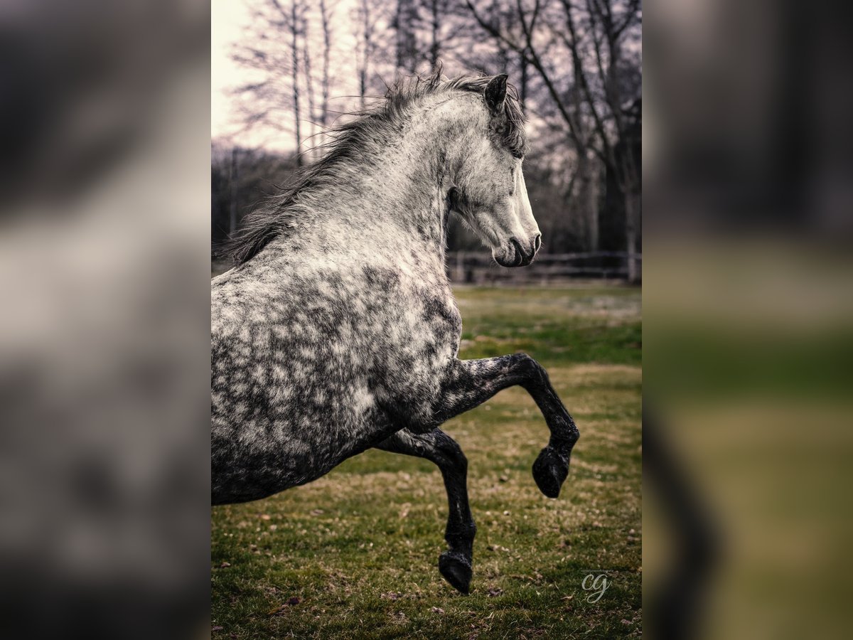 PRE Mare 11 years 15,2 hh Gray-Dapple in Leipe