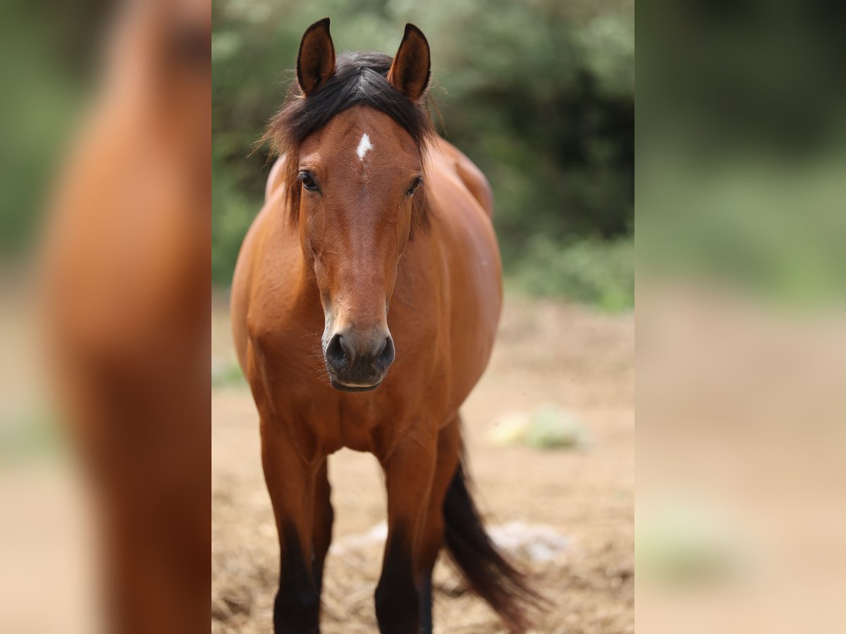 PRE Mix Mare 11 years 15,2 hh Brown in Speyer