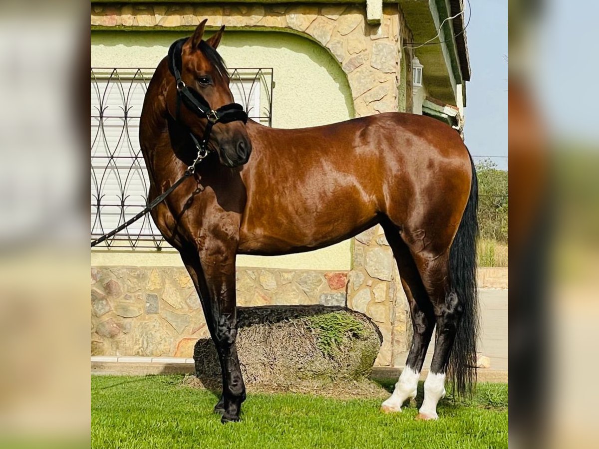 PRE Mix Mare 11 years 16 hh Brown in Martfeld