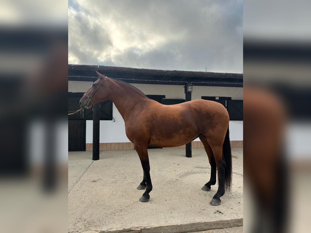 PRE Mare 11 years 16 hh Brown in Almonte