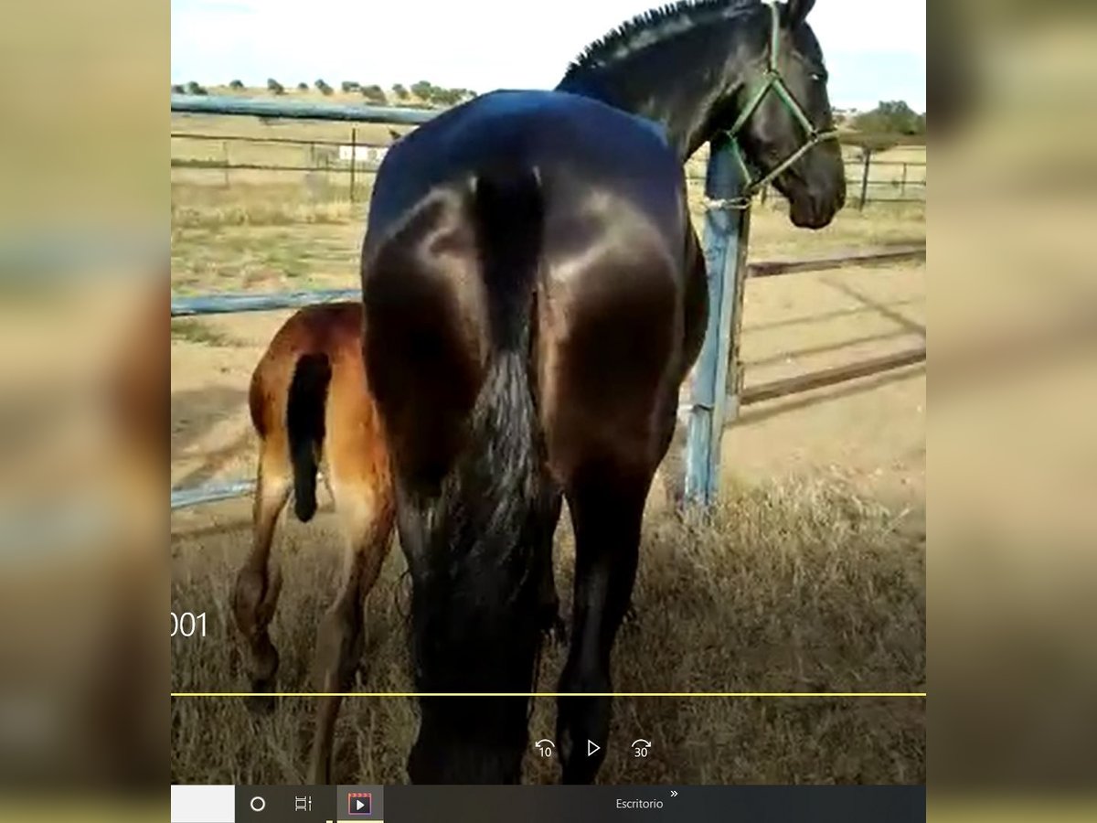 PRE Mix Mare 11 years 16,1 hh Black in Navalvillar De Pela
