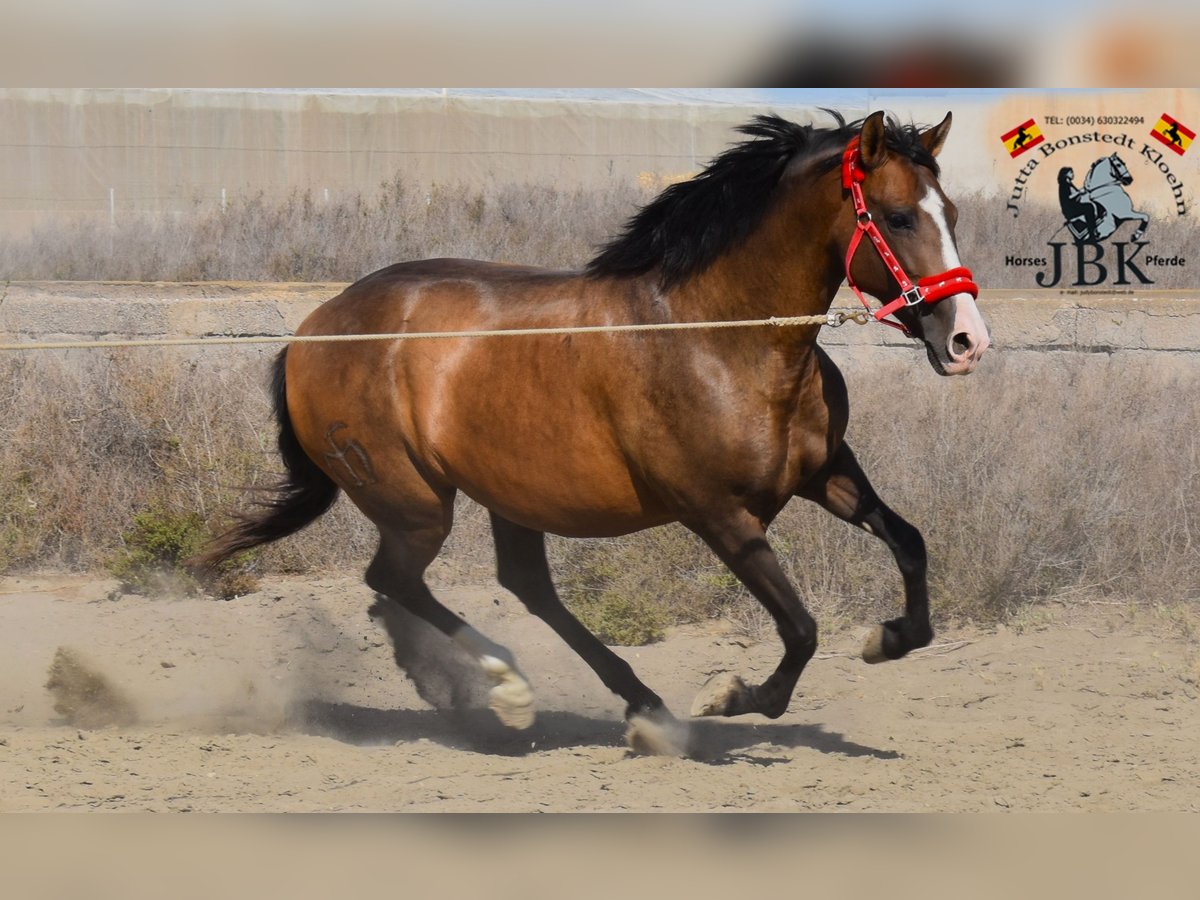 PRE Mare 11 years Brown in Tabernas Almeria