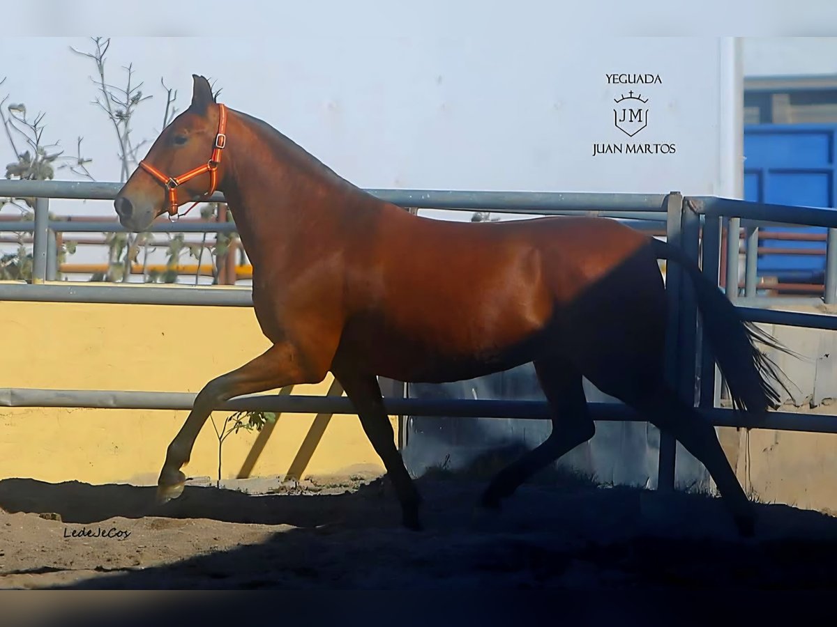 PRE Mare 11 years in Klettgau