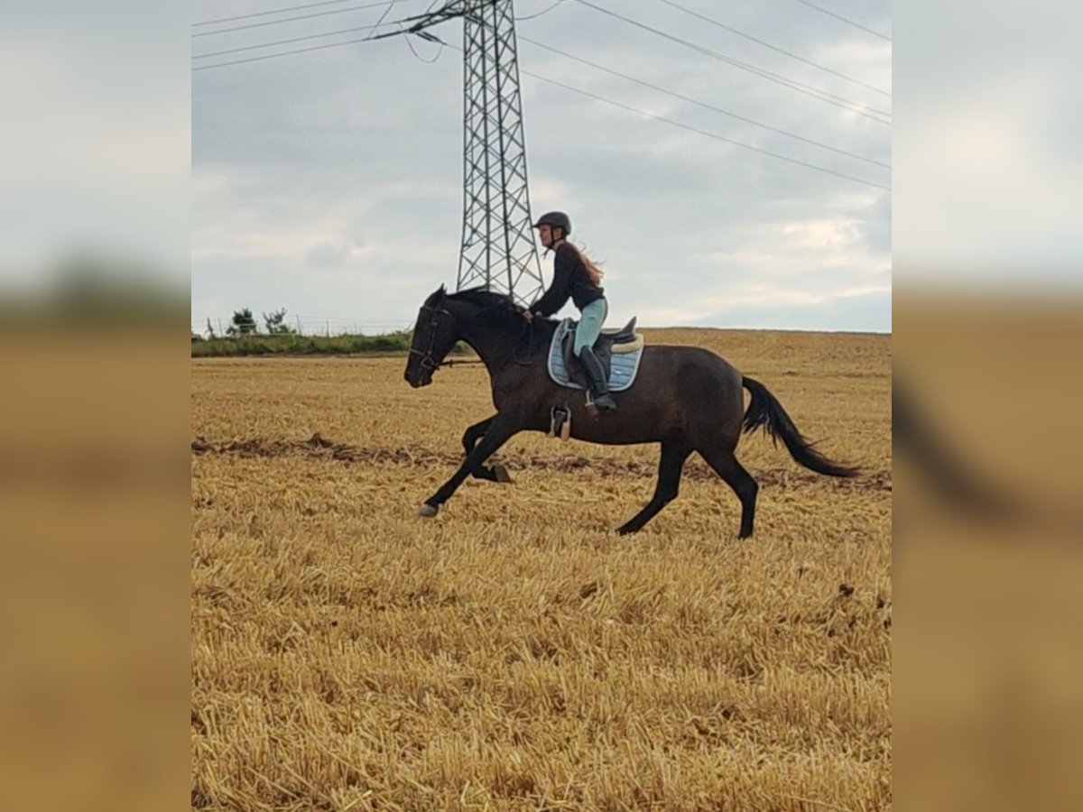 PRE Mare 12 years 15,3 hh Black in Waldeck